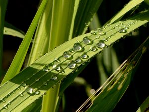 Preview wallpaper leaves, plant, drops, wet, green, macro