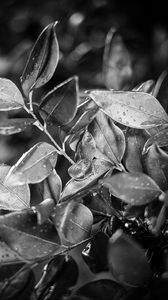 Preview wallpaper leaves, plant, drops, rain, macro, black and white