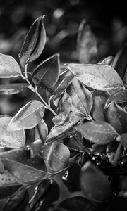 Preview wallpaper leaves, plant, drops, rain, macro, black and white