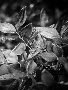 Preview wallpaper leaves, plant, drops, rain, macro, black and white