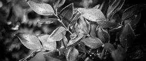 Preview wallpaper leaves, plant, drops, rain, macro, black and white