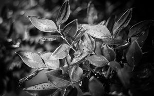 Preview wallpaper leaves, plant, drops, rain, macro, black and white