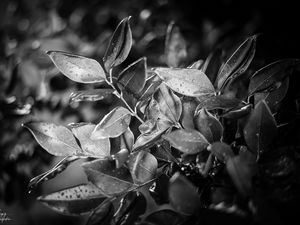 Preview wallpaper leaves, plant, drops, rain, macro, black and white