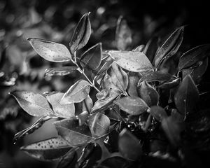 Preview wallpaper leaves, plant, drops, rain, macro, black and white