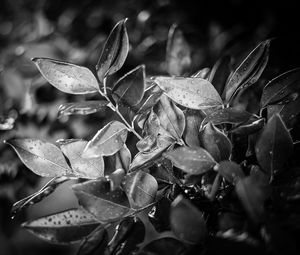 Preview wallpaper leaves, plant, drops, rain, macro, black and white