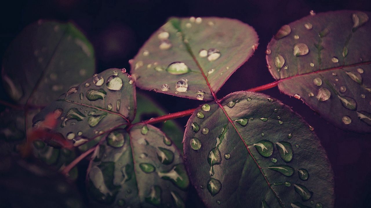 Wallpaper leaves, plant, drops, dew