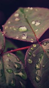 Preview wallpaper leaves, plant, drops, dew