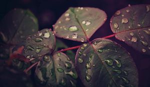 Preview wallpaper leaves, plant, drops, dew