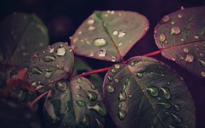 Preview wallpaper leaves, plant, drops, dew