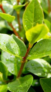 Preview wallpaper leaves, plant, drops, green, branches