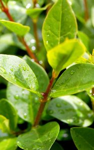 Preview wallpaper leaves, plant, drops, green, branches