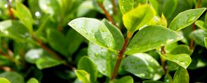 Preview wallpaper leaves, plant, drops, green, branches