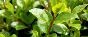 Preview wallpaper leaves, plant, drops, green, branches