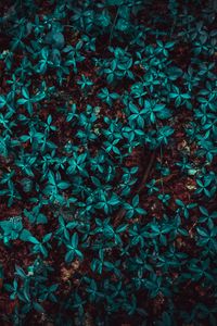 Preview wallpaper leaves, plant, forest