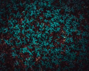 Preview wallpaper leaves, plant, forest