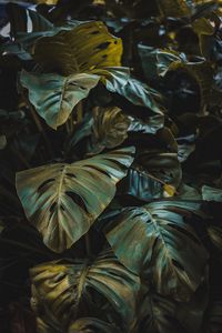 Preview wallpaper leaves, plant, forest, vegetation