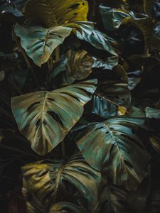 Preview wallpaper leaves, plant, forest, vegetation