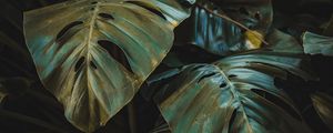 Preview wallpaper leaves, plant, forest, vegetation