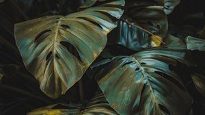 Preview wallpaper leaves, plant, forest, vegetation