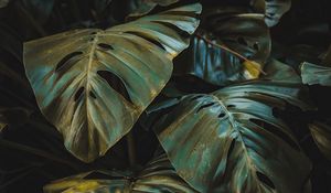Preview wallpaper leaves, plant, forest, vegetation