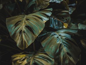 Preview wallpaper leaves, plant, forest, vegetation