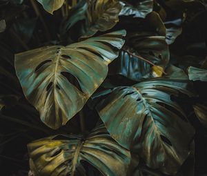 Preview wallpaper leaves, plant, forest, vegetation