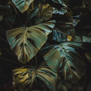 Preview wallpaper leaves, plant, forest, vegetation