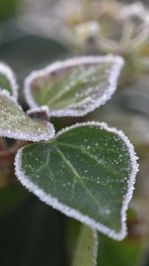 Preview wallpaper leaves, plant, frost, macro, blur, green