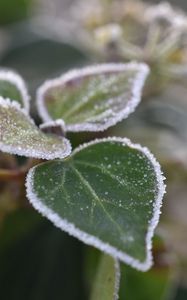 Preview wallpaper leaves, plant, frost, macro, blur, green