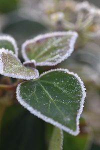 Preview wallpaper leaves, plant, frost, macro, blur, green