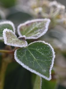 Preview wallpaper leaves, plant, frost, macro, blur, green