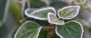 Preview wallpaper leaves, plant, frost, macro, blur, green