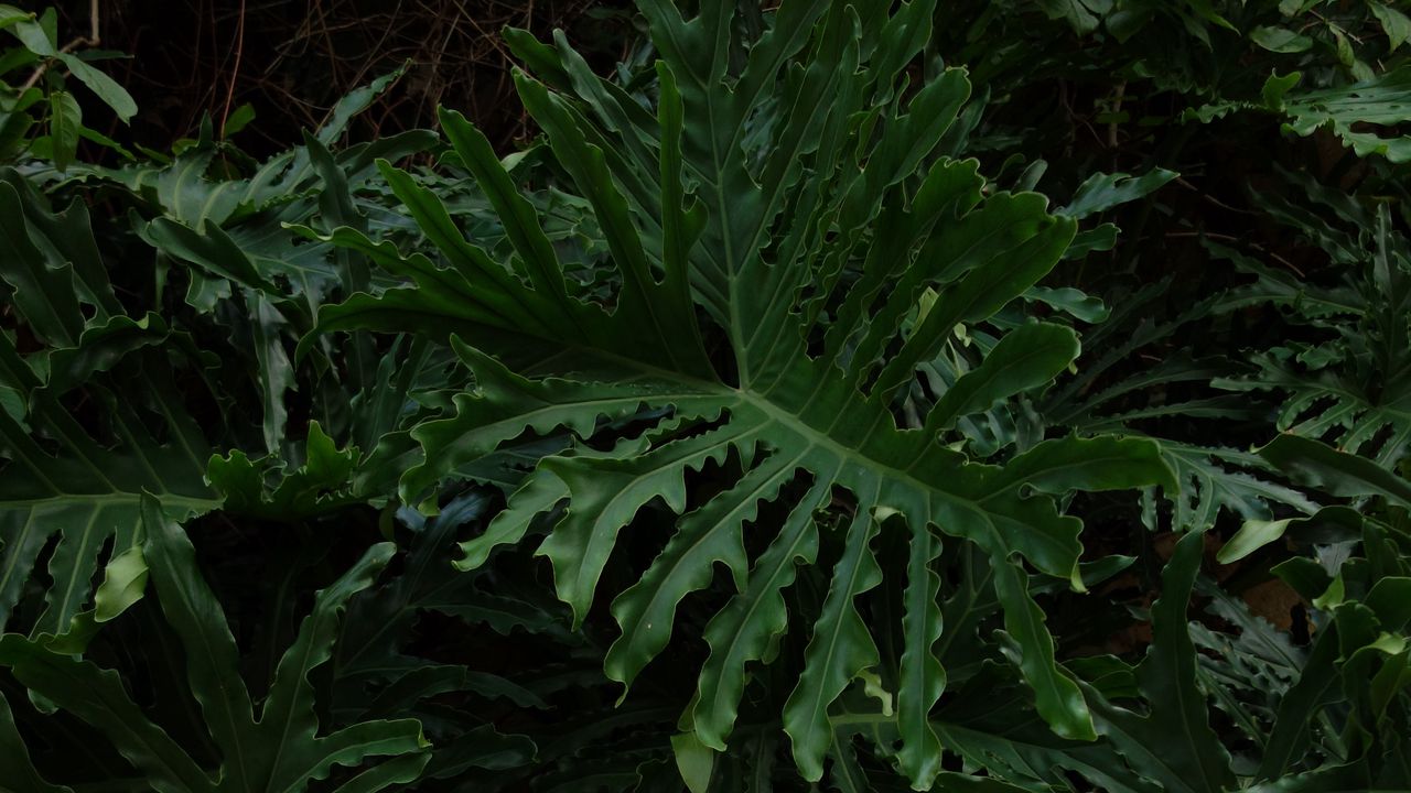 Wallpaper leaves, plant, glossy, dark