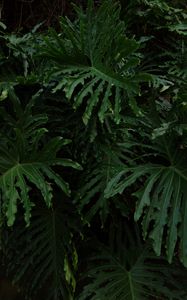 Preview wallpaper leaves, plant, glossy, dark