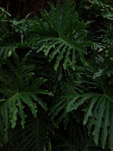 Preview wallpaper leaves, plant, glossy, dark