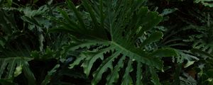 Preview wallpaper leaves, plant, glossy, dark