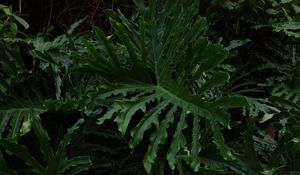 Preview wallpaper leaves, plant, glossy, dark