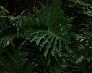 Preview wallpaper leaves, plant, glossy, dark