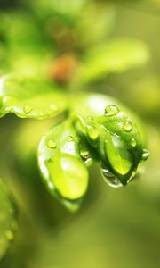 Preview wallpaper leaves, plant, grass, drops