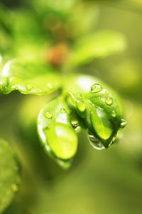 Preview wallpaper leaves, plant, grass, drops