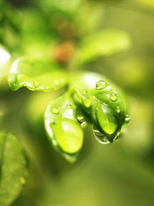 Preview wallpaper leaves, plant, grass, drops