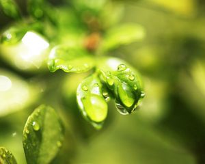 Preview wallpaper leaves, plant, grass, drops