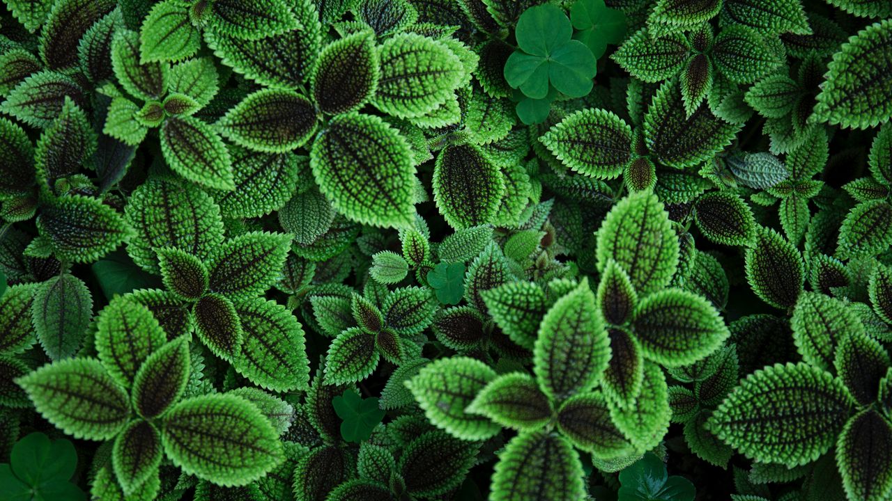 Wallpaper leaves, plant, green