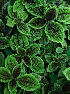 Preview wallpaper leaves, plant, green