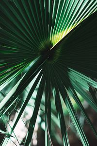 Preview wallpaper leaves, plant, green, shadow