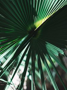 Preview wallpaper leaves, plant, green, shadow