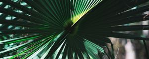 Preview wallpaper leaves, plant, green, shadow