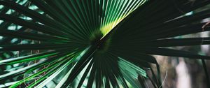 Preview wallpaper leaves, plant, green, shadow