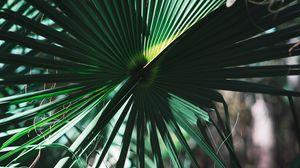 Preview wallpaper leaves, plant, green, shadow