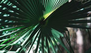 Preview wallpaper leaves, plant, green, shadow